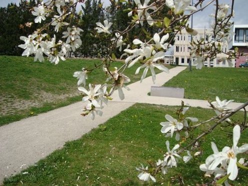 Magnolia